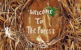Forest Camp Siwa - كامب الغابة