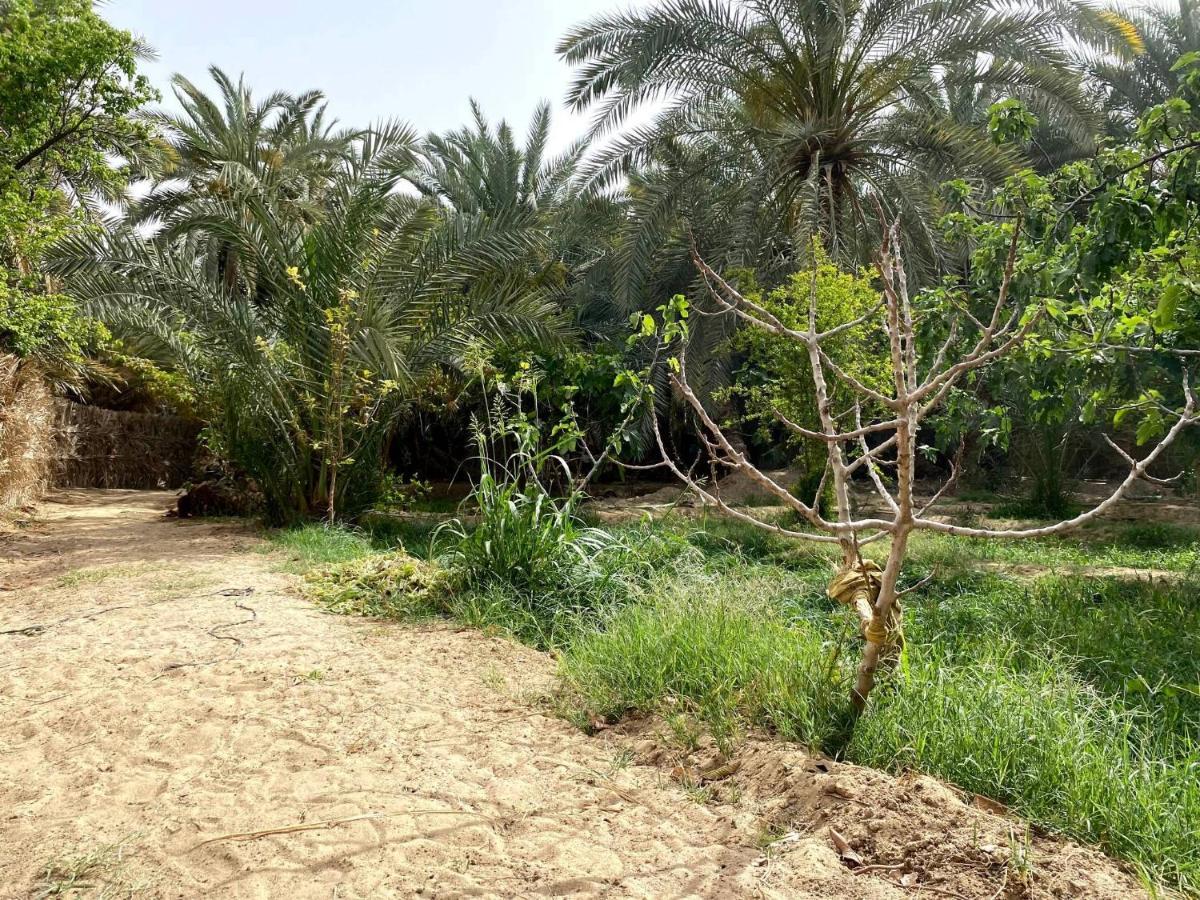 Forest Camp Siwa - كامب الغابة Siwa Oasis Esterno foto