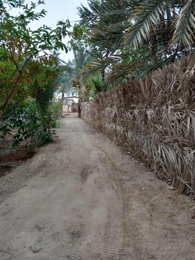 Forest Camp Siwa - كامب الغابة Siwa Oasis Esterno foto