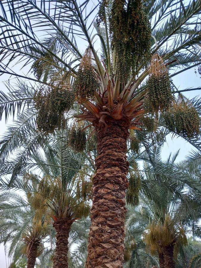 Forest Camp Siwa - كامب الغابة Siwa Oasis Esterno foto