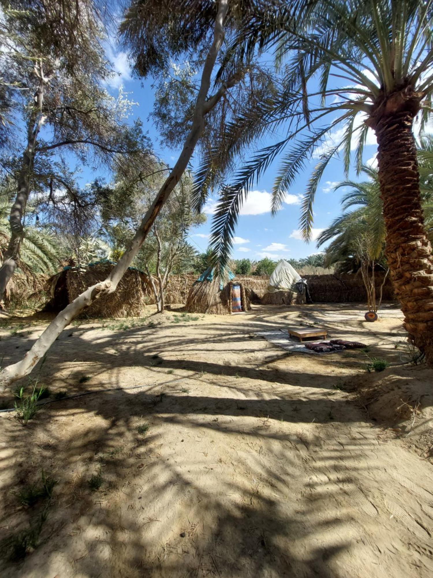 Forest Camp Siwa - كامب الغابة Siwa Oasis Esterno foto