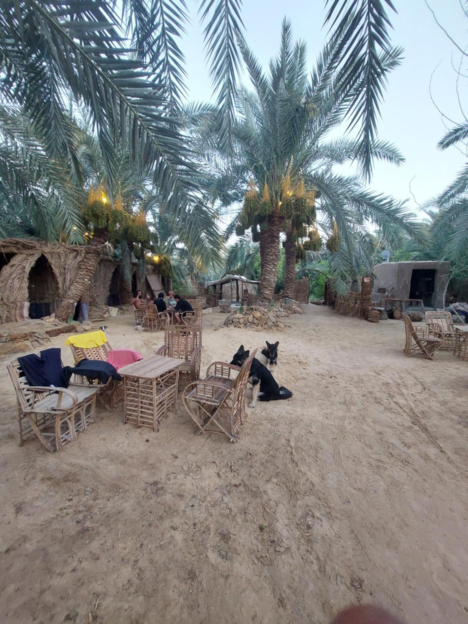 Forest Camp Siwa - كامب الغابة Siwa Oasis Esterno foto