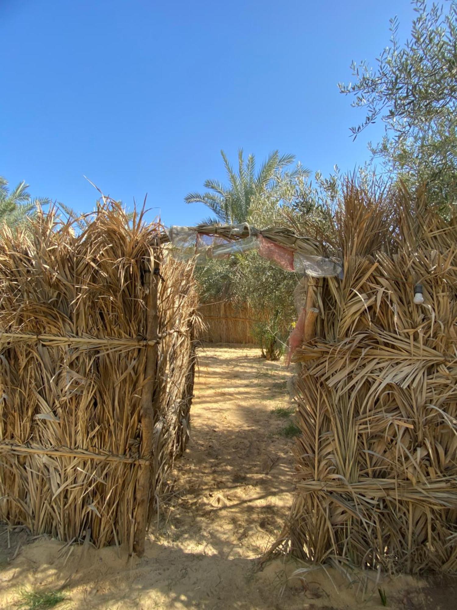 Forest Camp Siwa - كامب الغابة Siwa Oasis Esterno foto